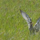 Großer Brachvogel.