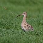 Grosser Brachvogel