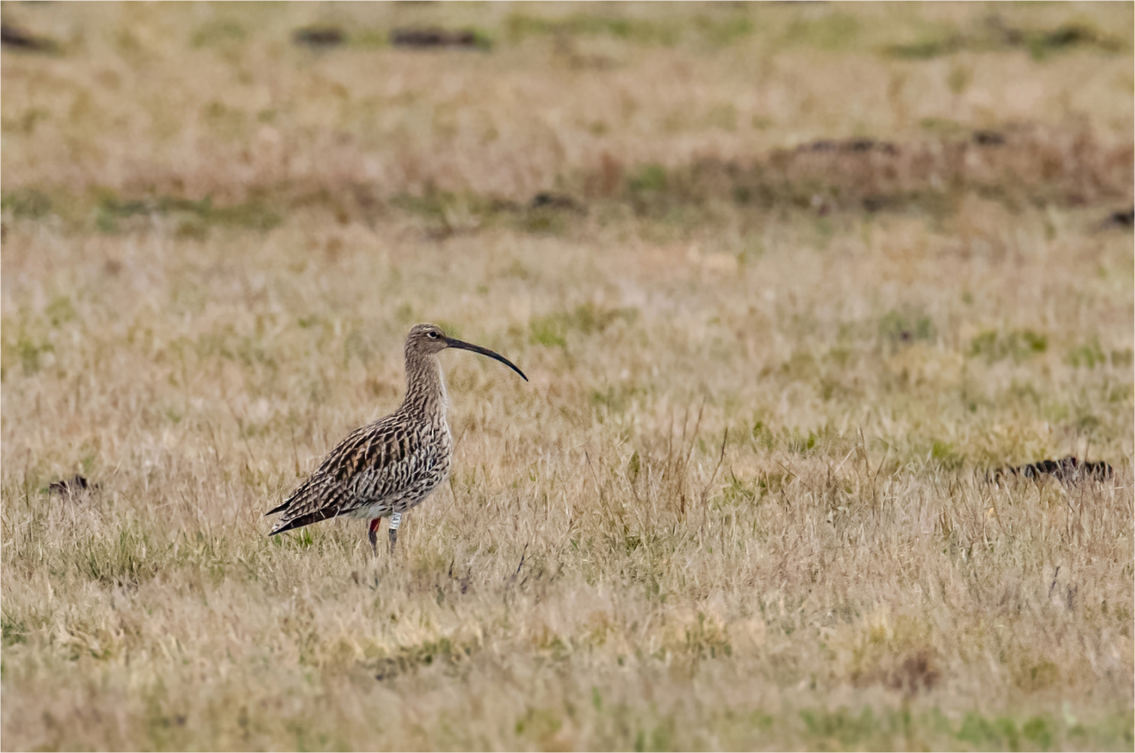 Großer Brachvogel