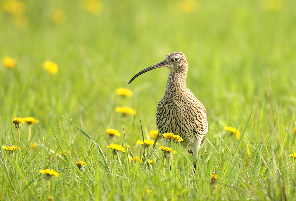 Großer Brachvogel