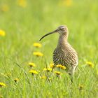 Großer Brachvogel