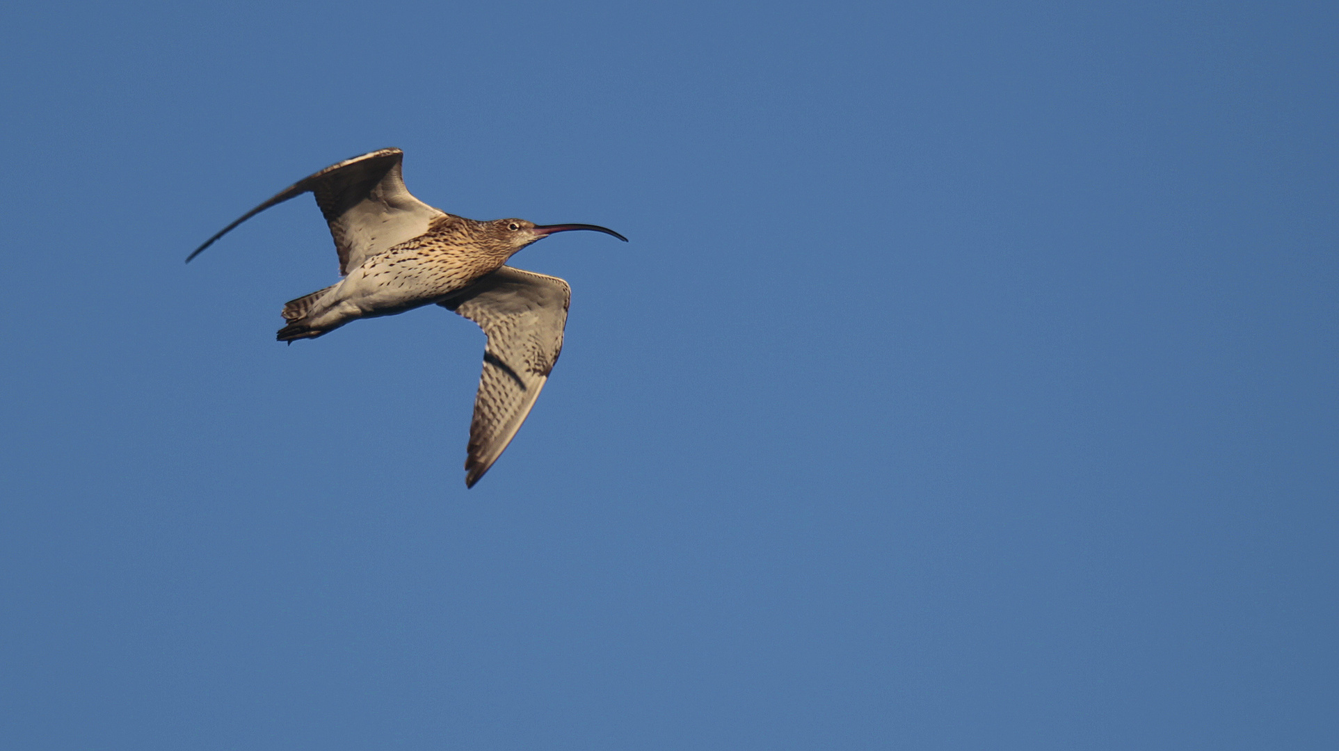 Grosser Brachvogel