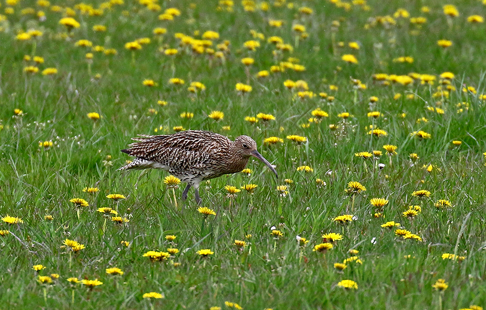 Großer Brachvogel