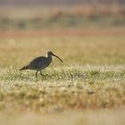 Großer Brachvogel