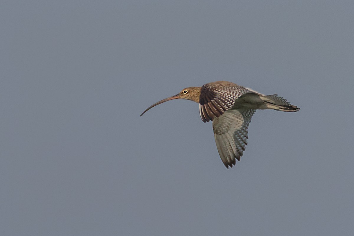 Großer Brachvogel