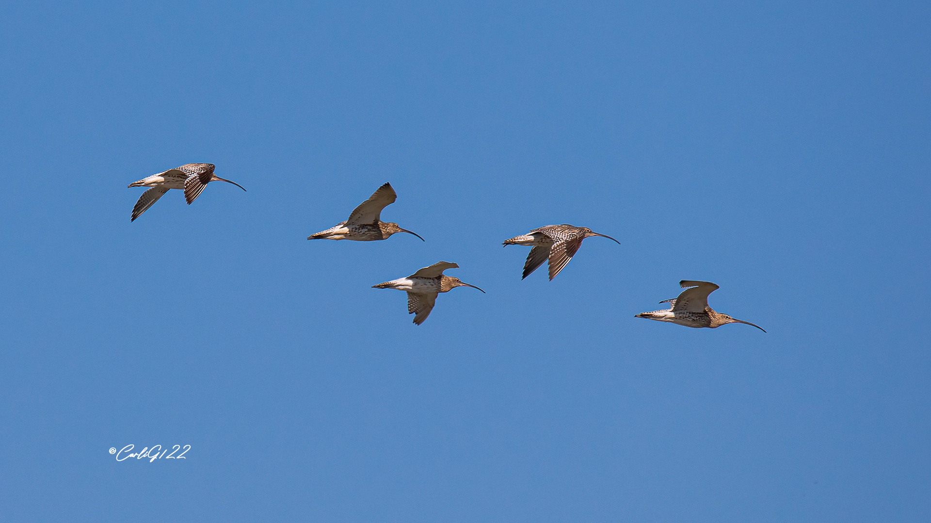 Großer Brachvogel