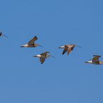 Großer Brachvogel