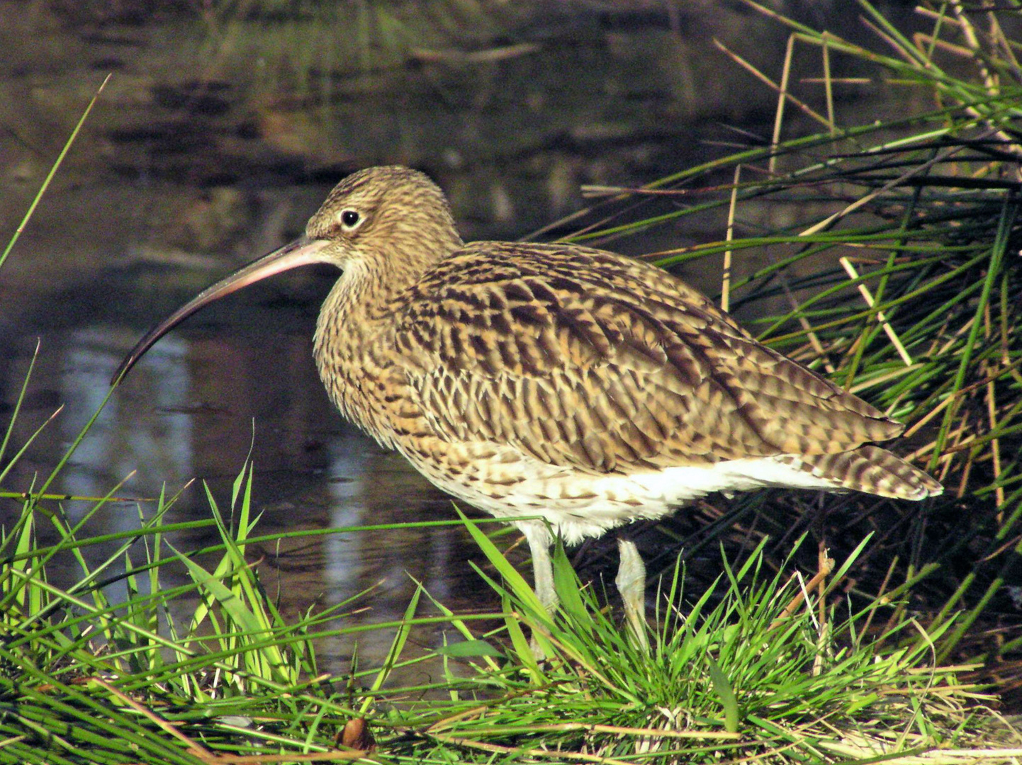 Großer Brachvogel