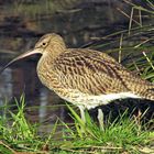 Großer Brachvogel