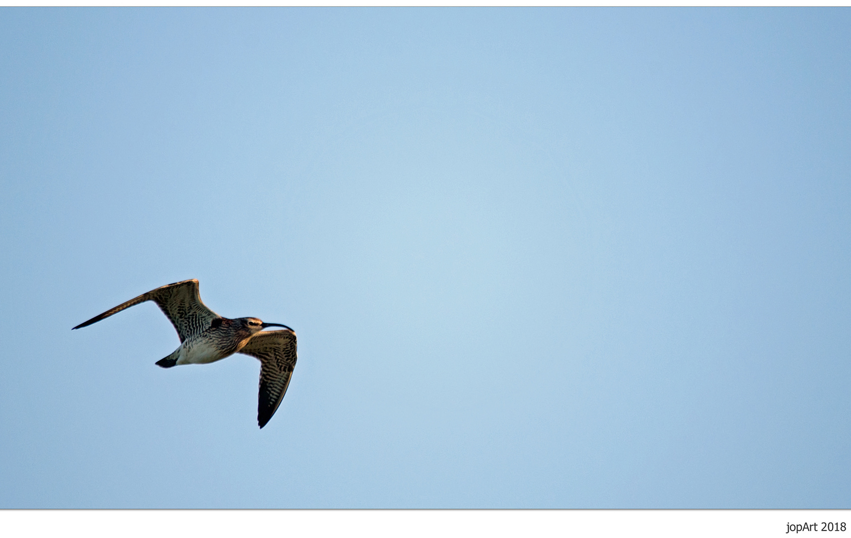 Großer Brachvogel...