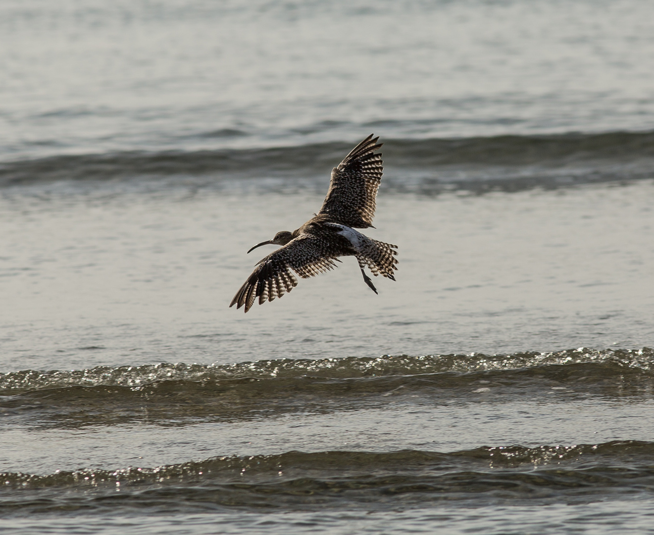 Großer Brachvogel 