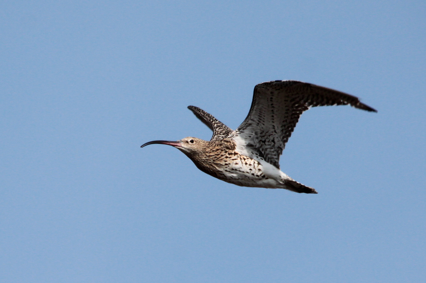 Großer Brachvogel