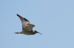 Großer Brachvogel