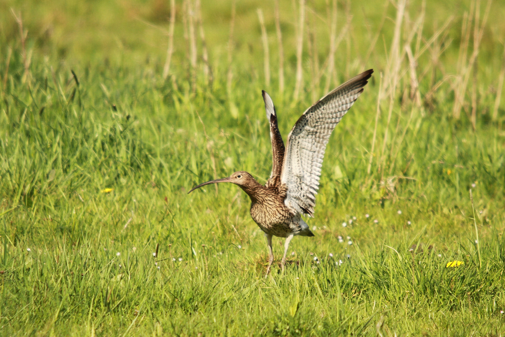 Großer Brachvogel