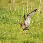 Großer Brachvogel