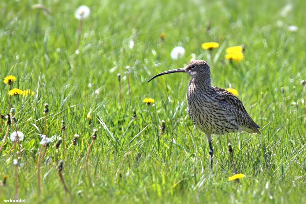 Großer Brachvogel