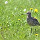 Großer Brachvogel