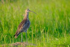 Großer Brachvogel