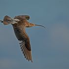 Großer Brachvogel   . . .