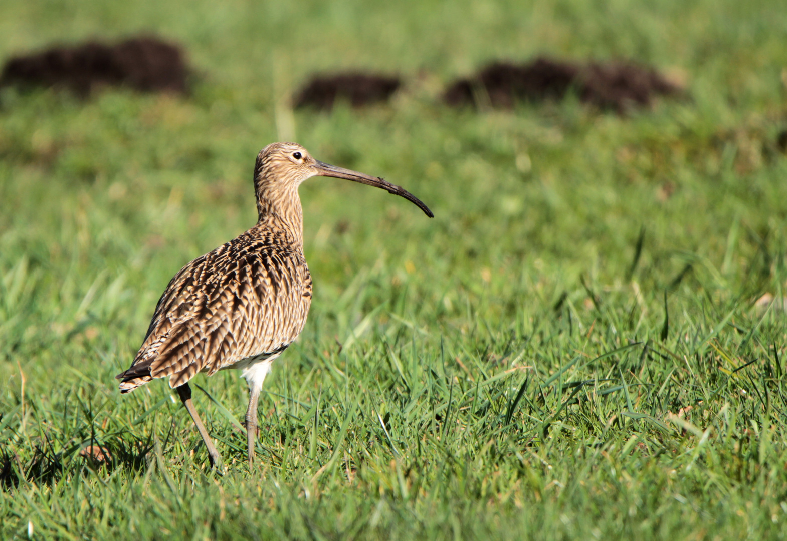 Großer Brachvogel