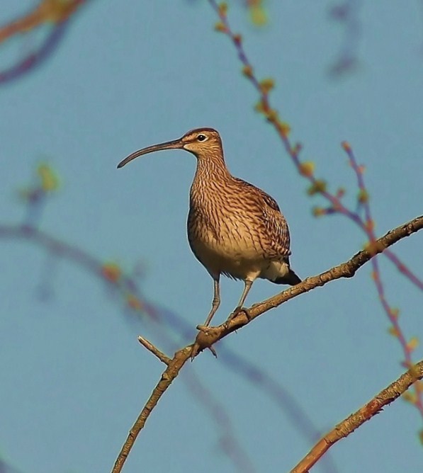 Grosser Brachvogel