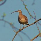 Grosser Brachvogel