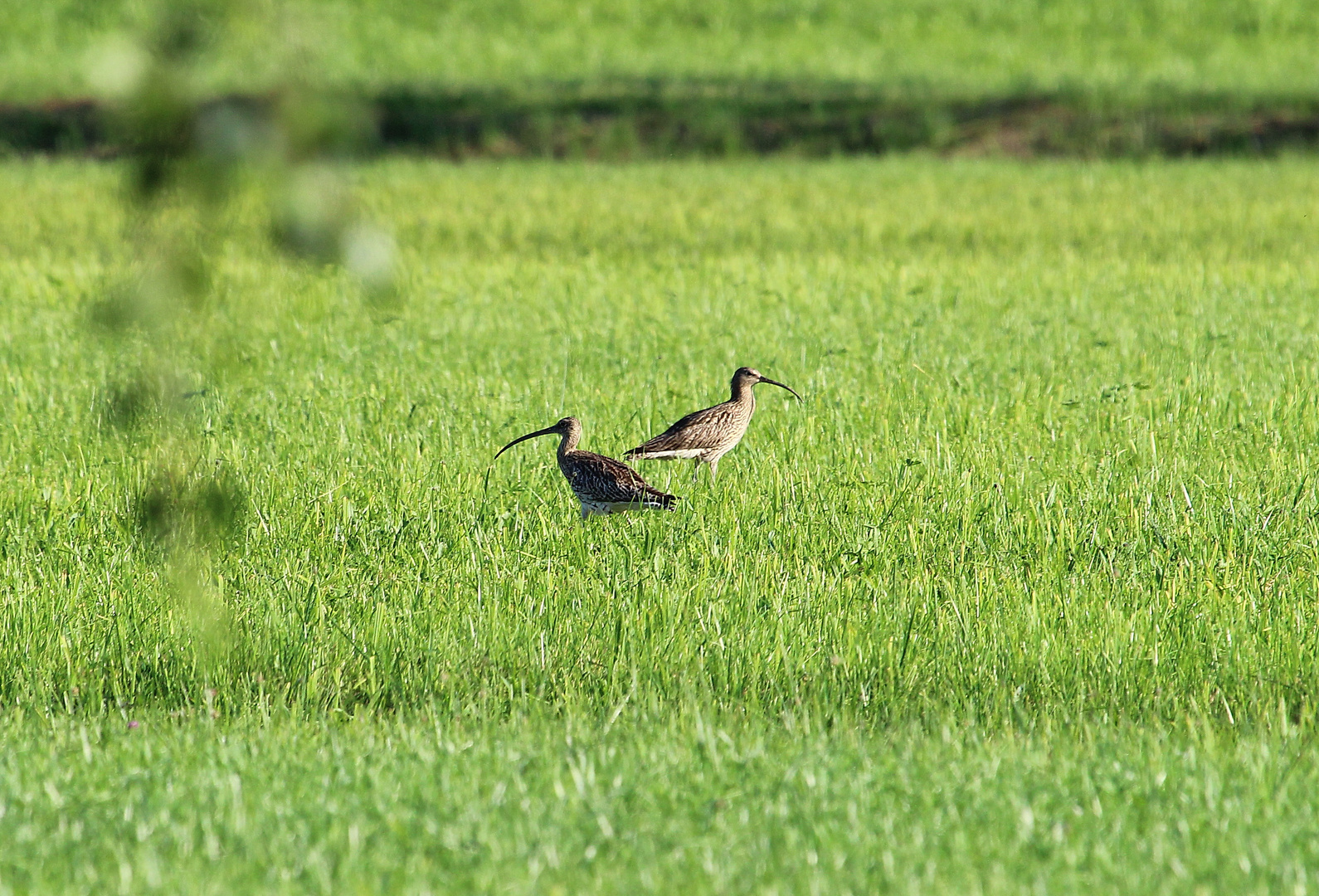 Großer Brachvogel