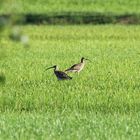 Großer Brachvogel