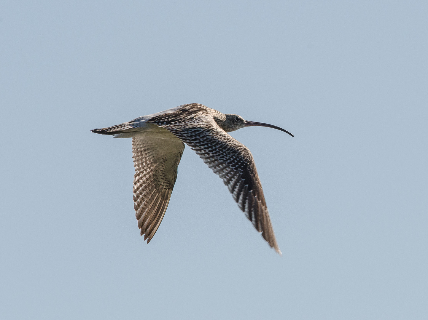 Großer Brachvogel