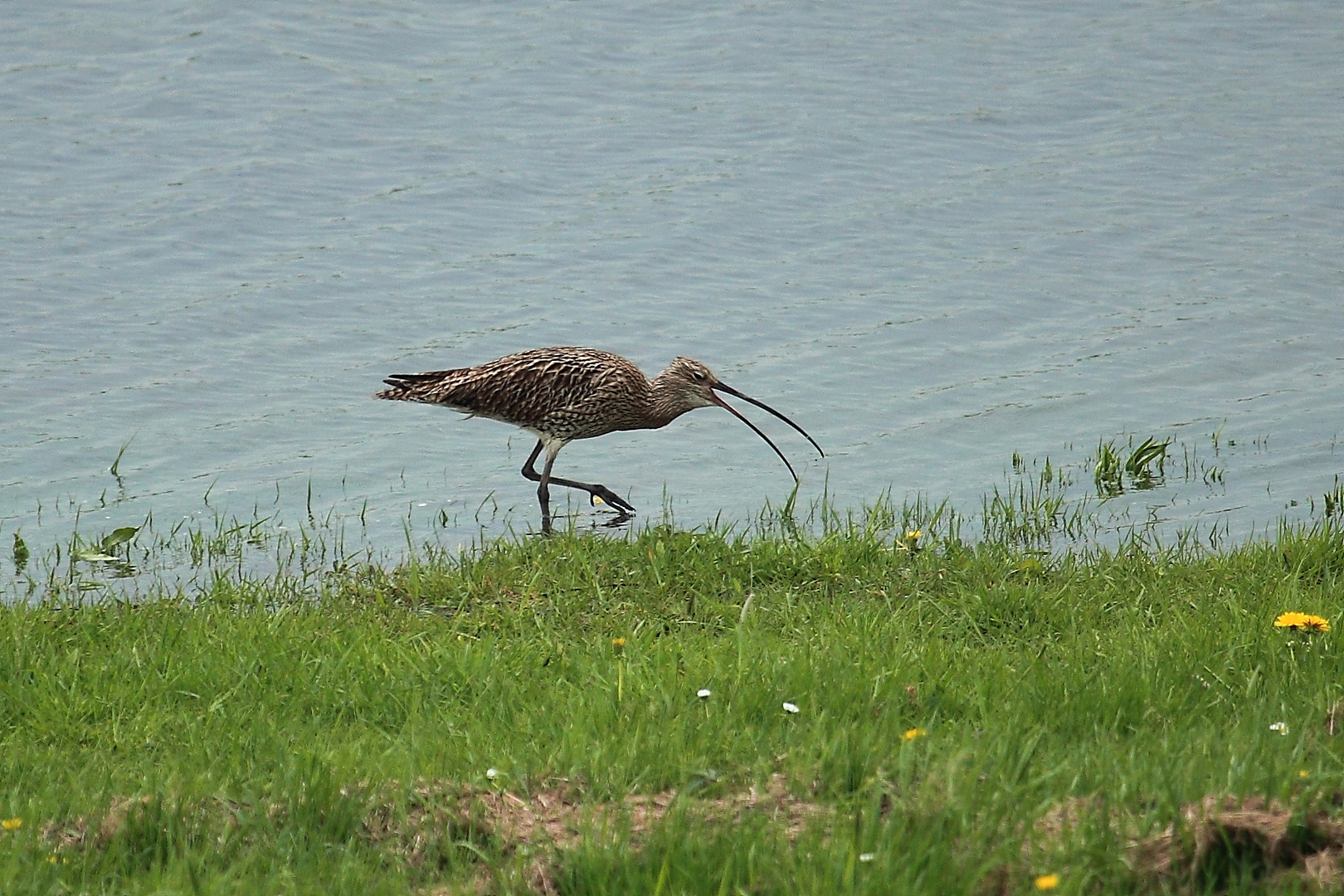 Großer Brachvogel