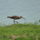 Großer Brachvogel