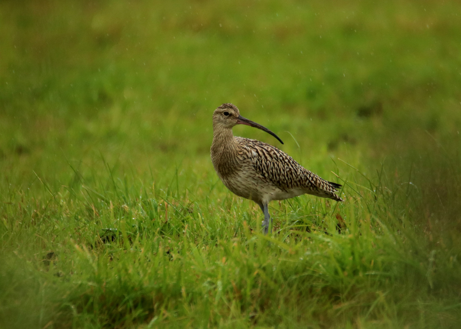 Großer Brachvogel