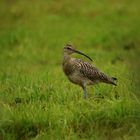 Großer Brachvogel