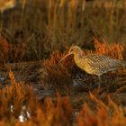 Großer Brachvogel