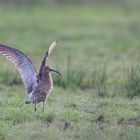 ~   Großer Brachvogel   ~