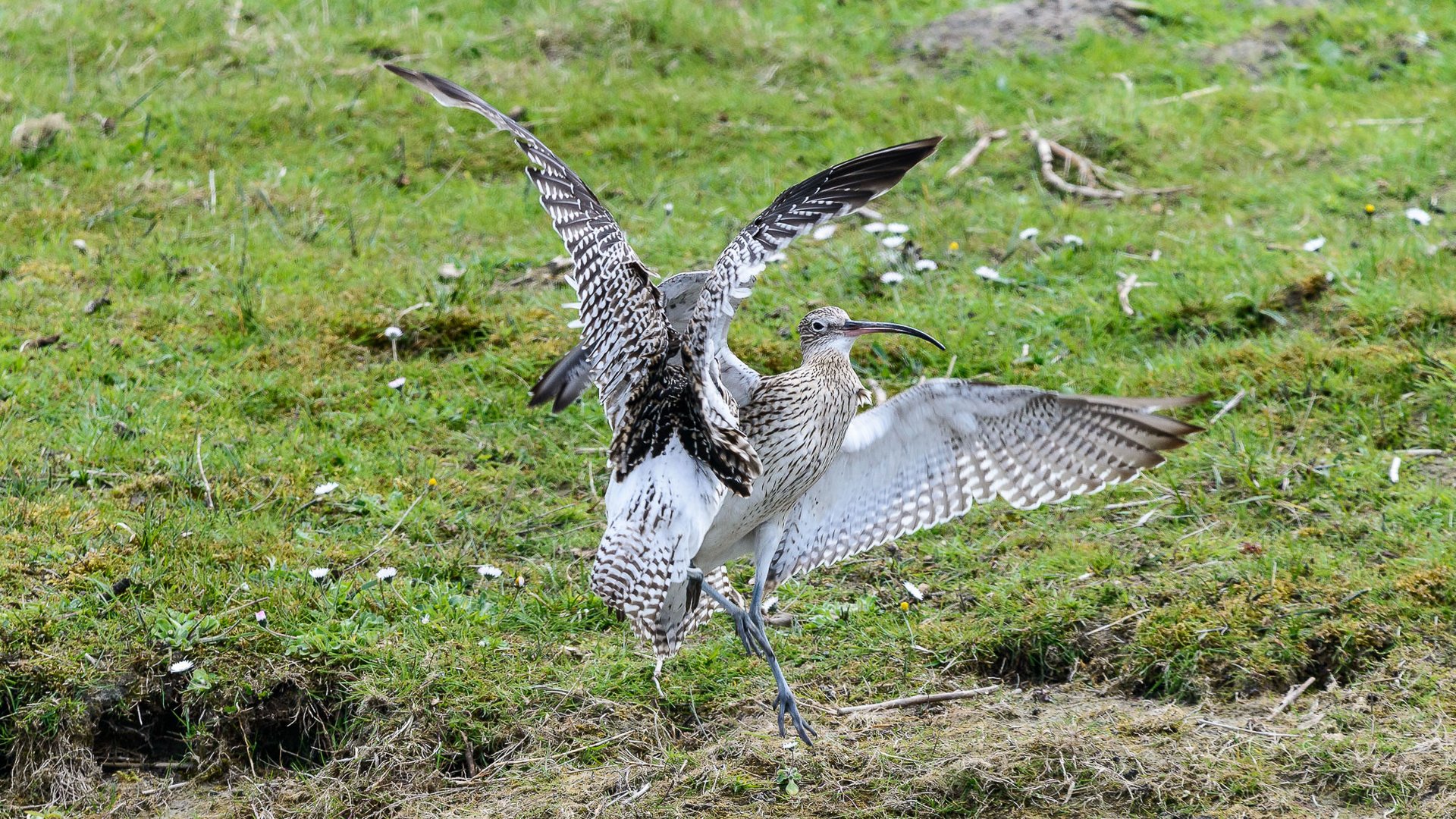 Großer Brachvogel