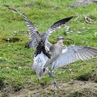 Großer Brachvogel