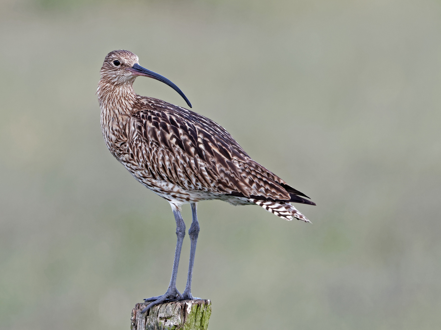 Großer Brachvogel