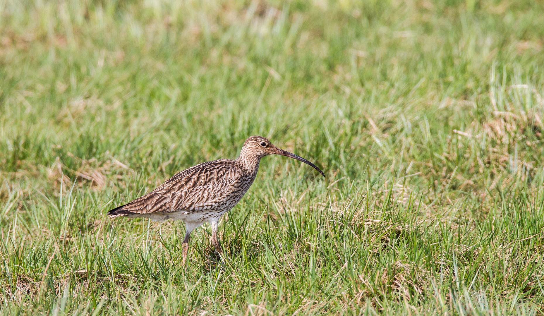 Großer Brachvogel 