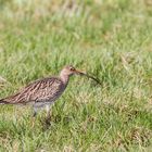 Großer Brachvogel 