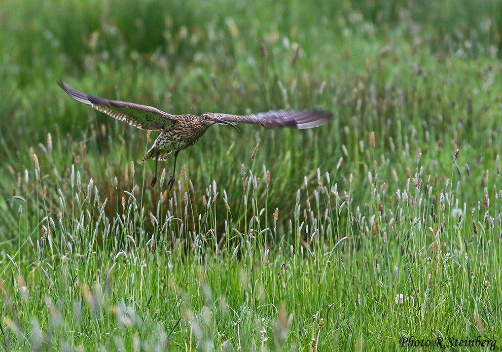 Großer Brachvogel