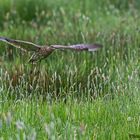 Großer Brachvogel