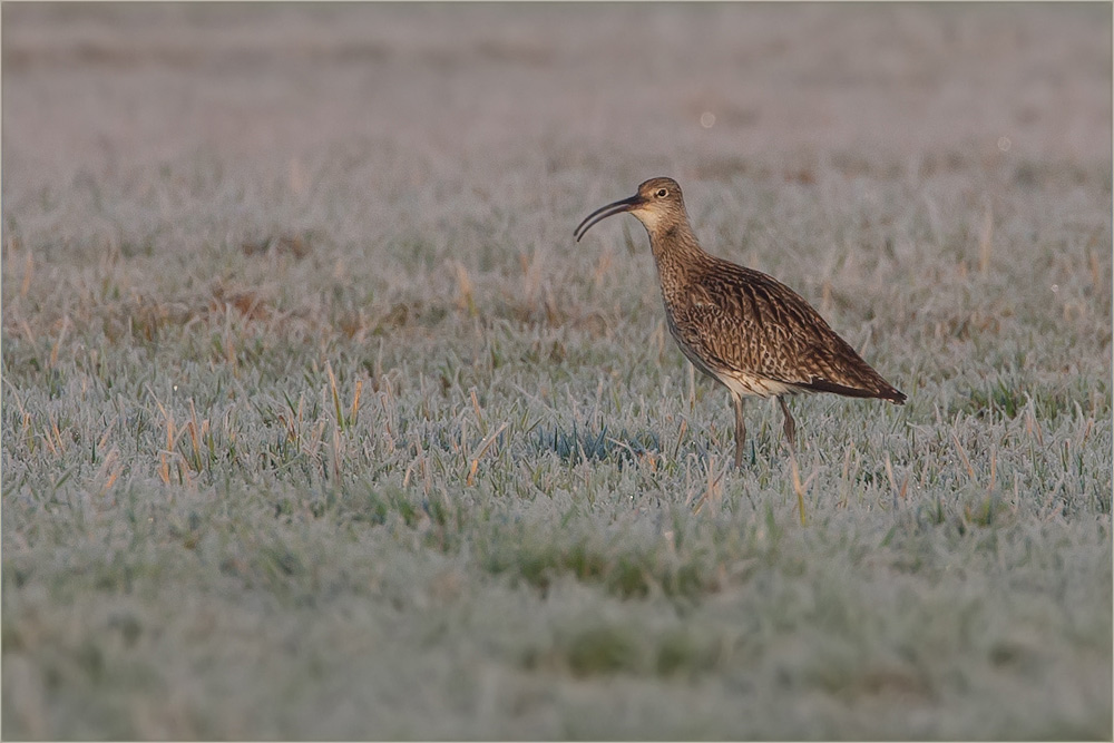 Großer Brachvogel