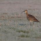 Großer Brachvogel