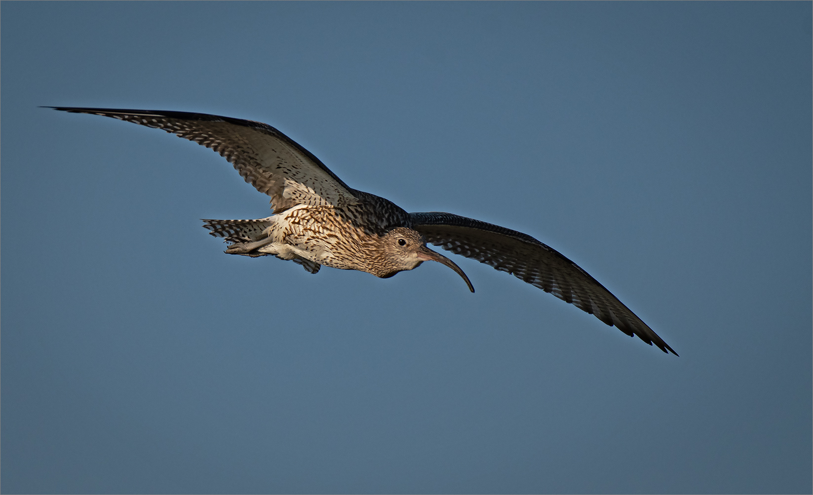 Großer Brachvogel   . . .