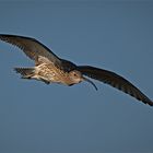 Großer Brachvogel   . . .