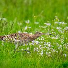 Großer Brachvogel...