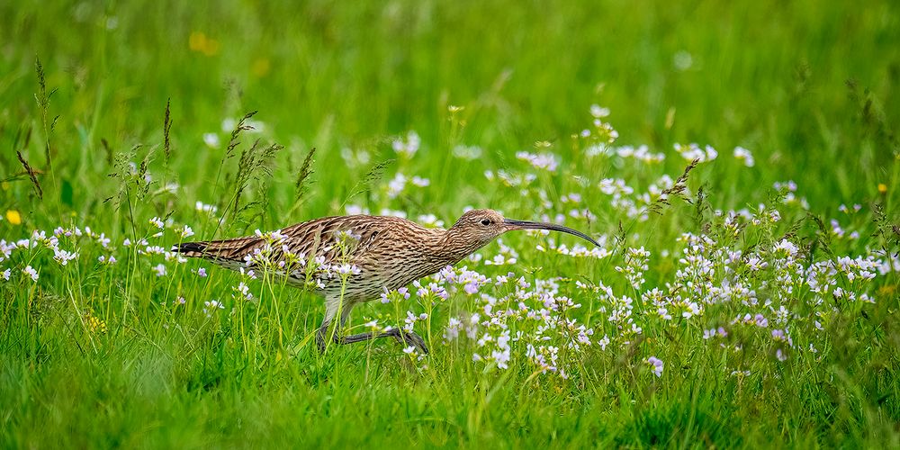 Großer Brachvogel...