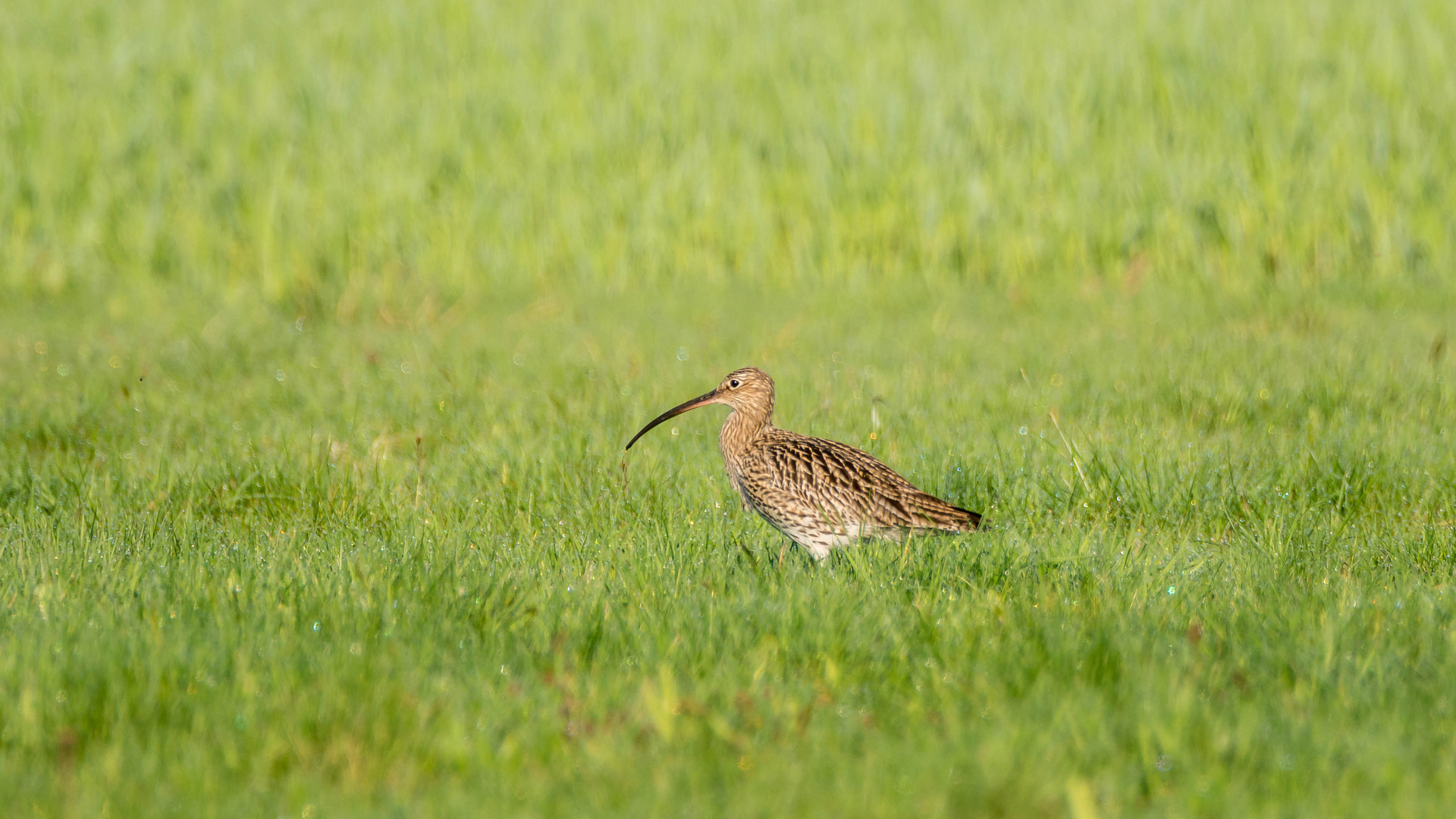 Großer Brachvogel