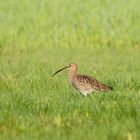 Großer Brachvogel